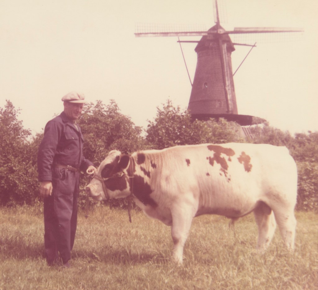 Langstraotse Praot 16: ‘ne Nieuwkùkse stier meej ‘nen Dùtse&nbsp;scheldnaom